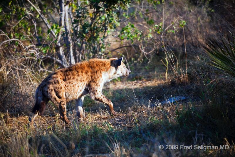 20090613_074755 D3 X1.jpg - This hyena is at the Okavanga Delta in Botswana.  The Hyena is primarily a hunter but is also a scavenger.  Its gastrointestinal system deals well with bacteria so it can eat carrion